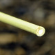 120CM BAMBOO CANES 20PACK BAM3A