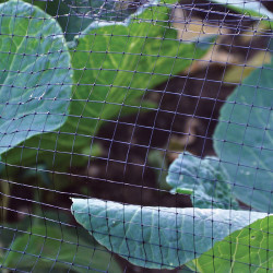 GARDEN  & POND NETTING 4Mx2M  GSNETT    